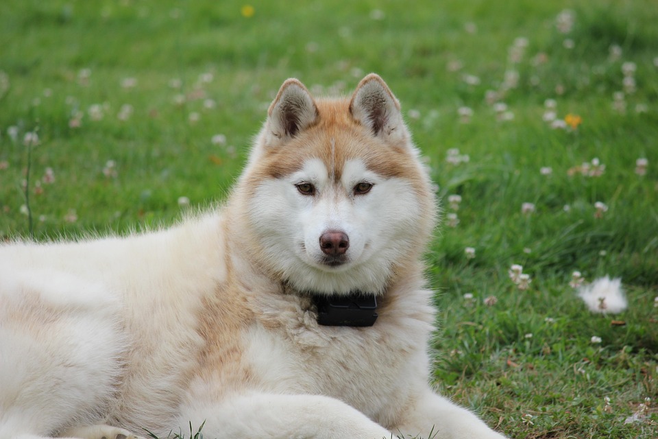 Why Siberian Huskies Make the Perfect Adventure Companions