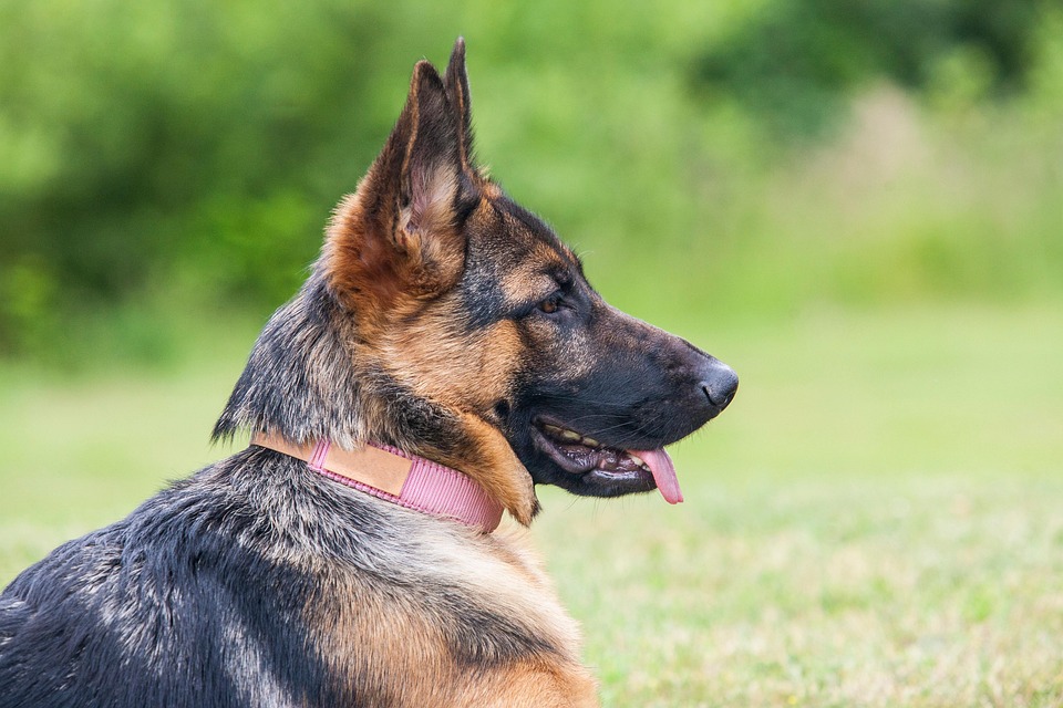 Why the Anatolian Shepherd Dog is Your Ideal Family Protector