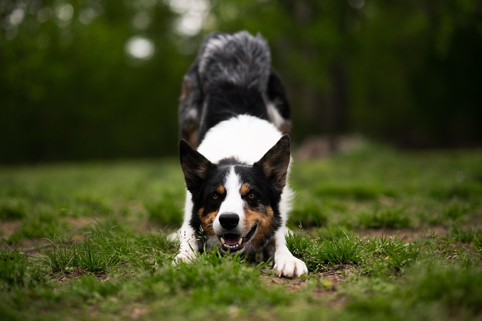 10 Unique Facts About Bearded Collies That Will Melt Your Heart!