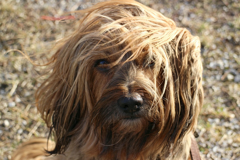 5 Heartwarming Traits of Tibetan Terriers That Will Melt Your Heart