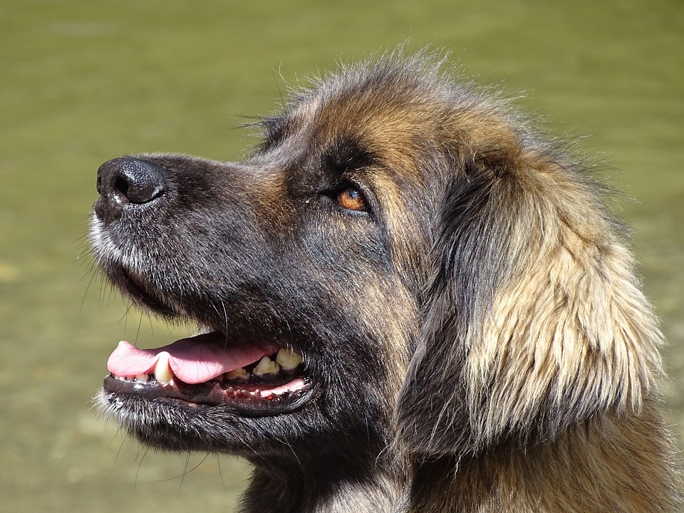 5 Surprising Facts About Leonbergers That Every Owner Should Know