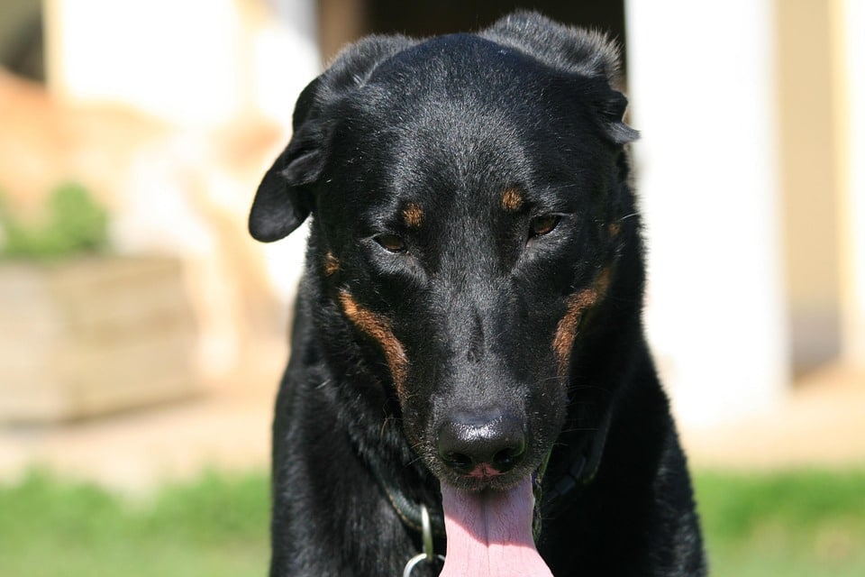 Beauceron Bliss: Unleashing the Loyalty and Love of This Unique Breed