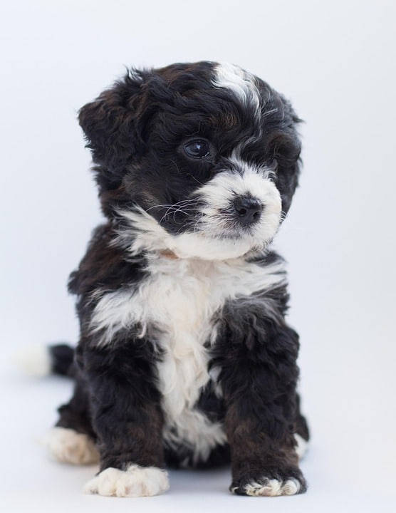 Bernese Mountain Dogs: Loyal Companions with Heartwarming Personalities