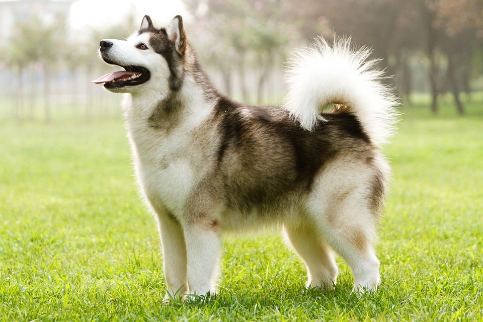 Caring for Your Alaskan Husky: Tips for Happy, Healthy Pups