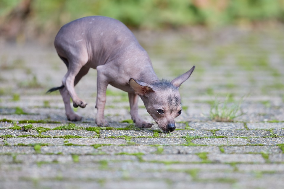 Caring for Your American Hairless Terrier: Tips for a Happy Pup