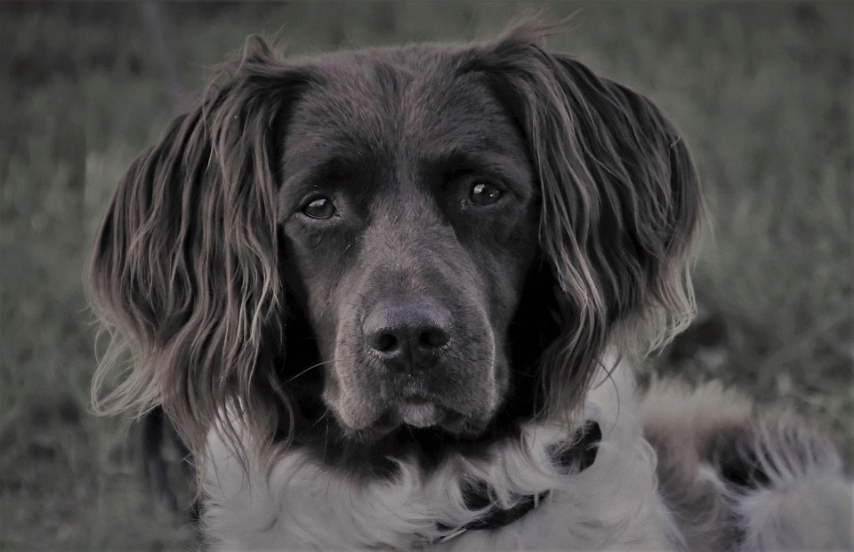 Caring for Your Hovawart: Tips for a Happy, Healthy Companion