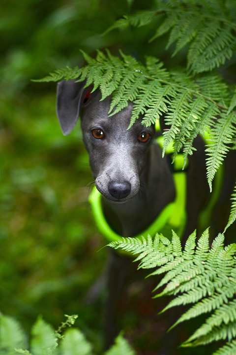 Caring for a Saluki: Essential Tips for a Happy, Healthy Life