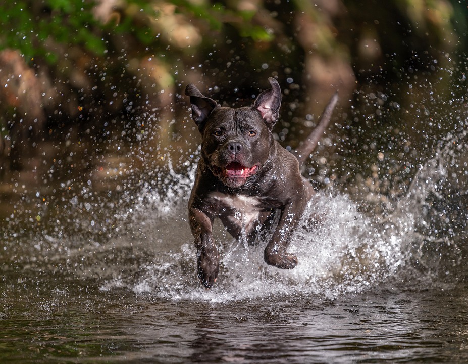 Caring for an American Water Spaniel: Tips for Happy, Healthy Pups!
