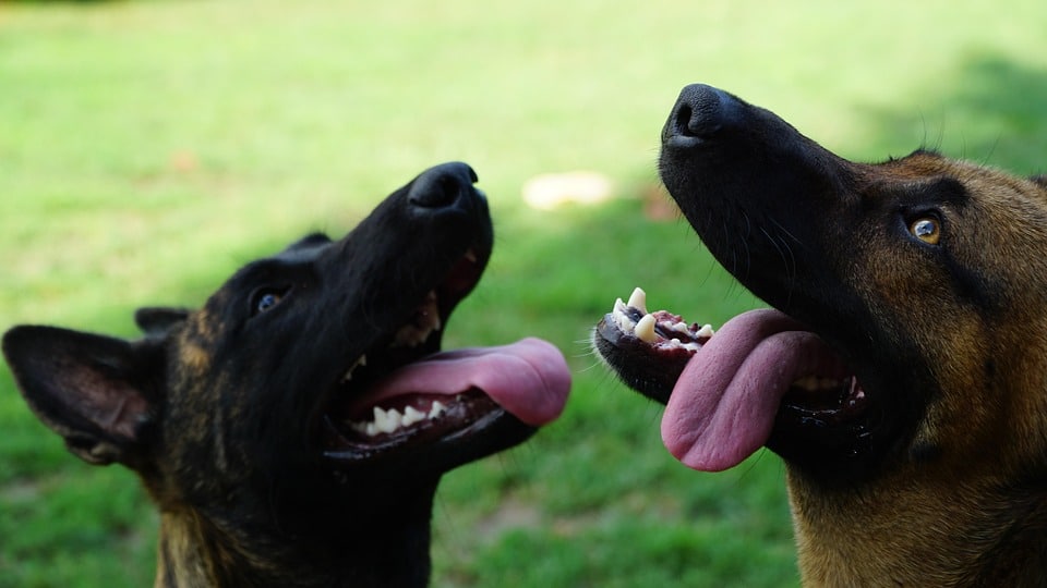 Discover the Belgian Laekenois: The Loyal Companion You’ve Been Missing