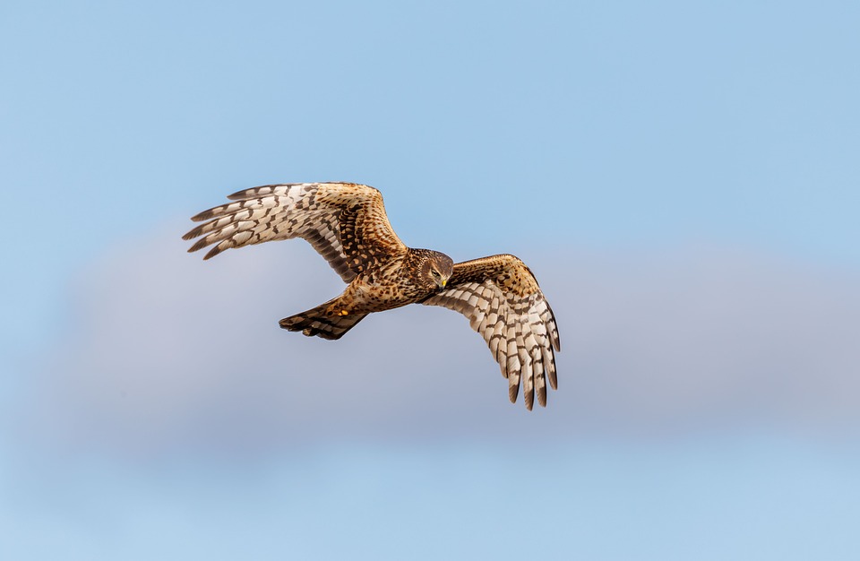 Discover the Harrier: Fun Facts & Emotional Benefits for Pet Owners