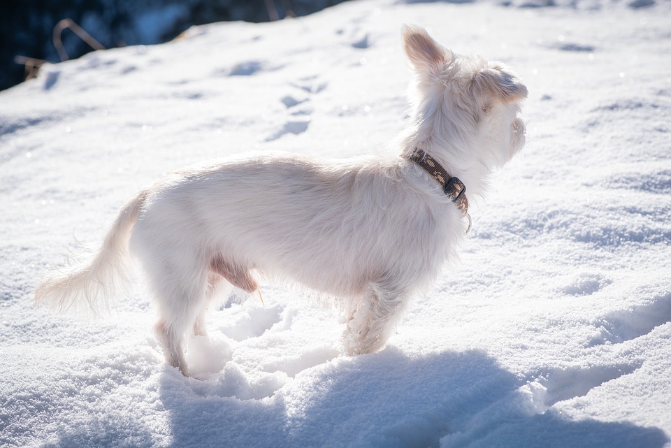 Discover the Havanese: Unique Traits That Make Them Family Favorites!