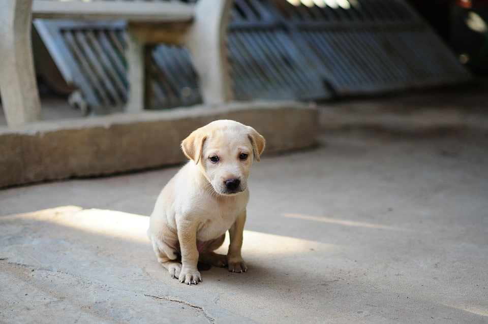 Discover the Loyal Charm of Black and Tan Coonhounds: A Pet Owner's Guide