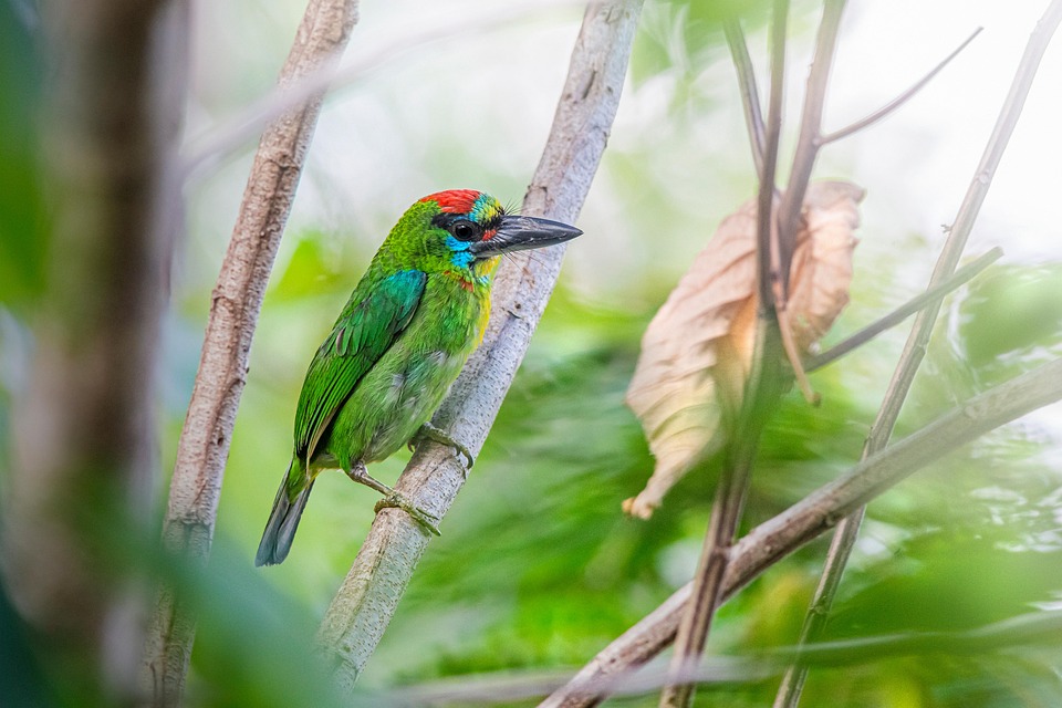 Discover the Unique Joys of Owning a Barbet: A Loving Companion