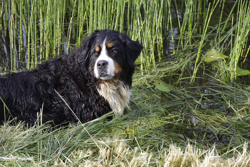 Essential Care Tips for Your Bernese Mountain Dog: Keeping Them Happy!