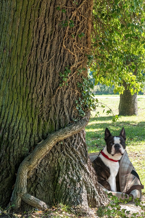 Essential Care Tips for Your Boston Terrier: Happy and Healthy Pups!