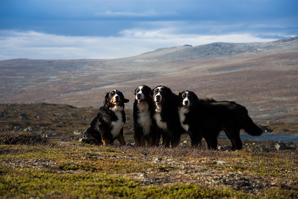 Essential Care Tips for a Happy Greater Swiss Mountain Dog Life
