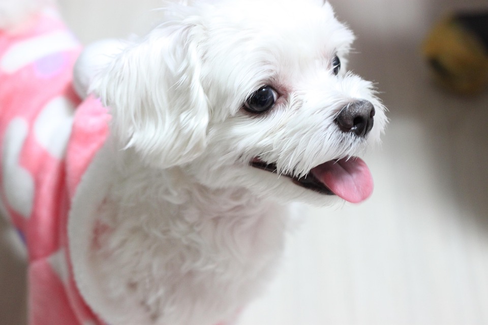 Maltese Personality Traits: Why They're Perfect Family Dogs!
