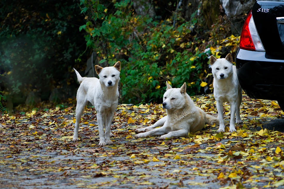Meet the Jindo: An Intelligent Dog with a Heart of Gold