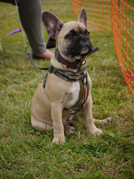 Quirky & Lovable: Unique Traits of French Bulldogs You’ll Adore!