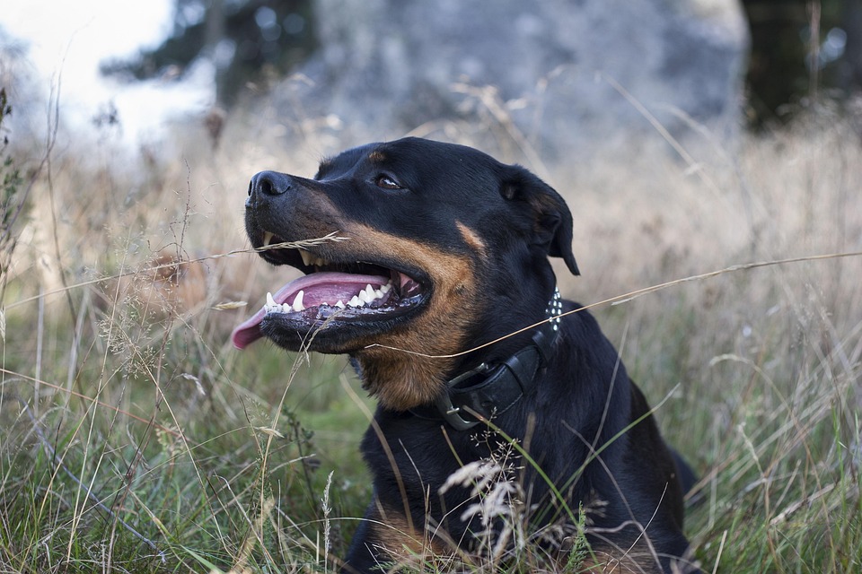 Rottweiler Love: 7 Heartwarming Traits That Will Melt Your Heart