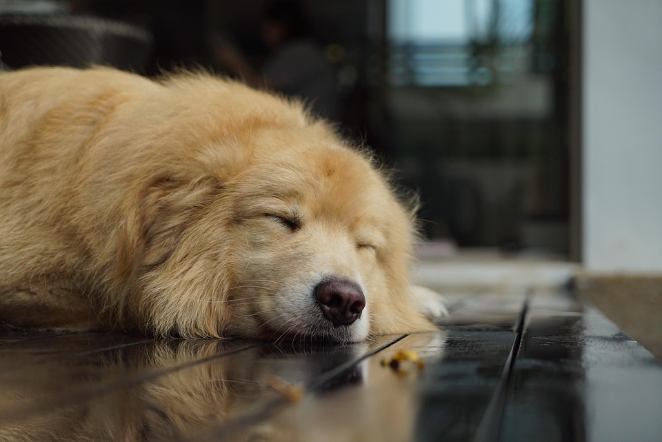 Samoyed Dogs: The Joyful Companions You Never Knew You Needed