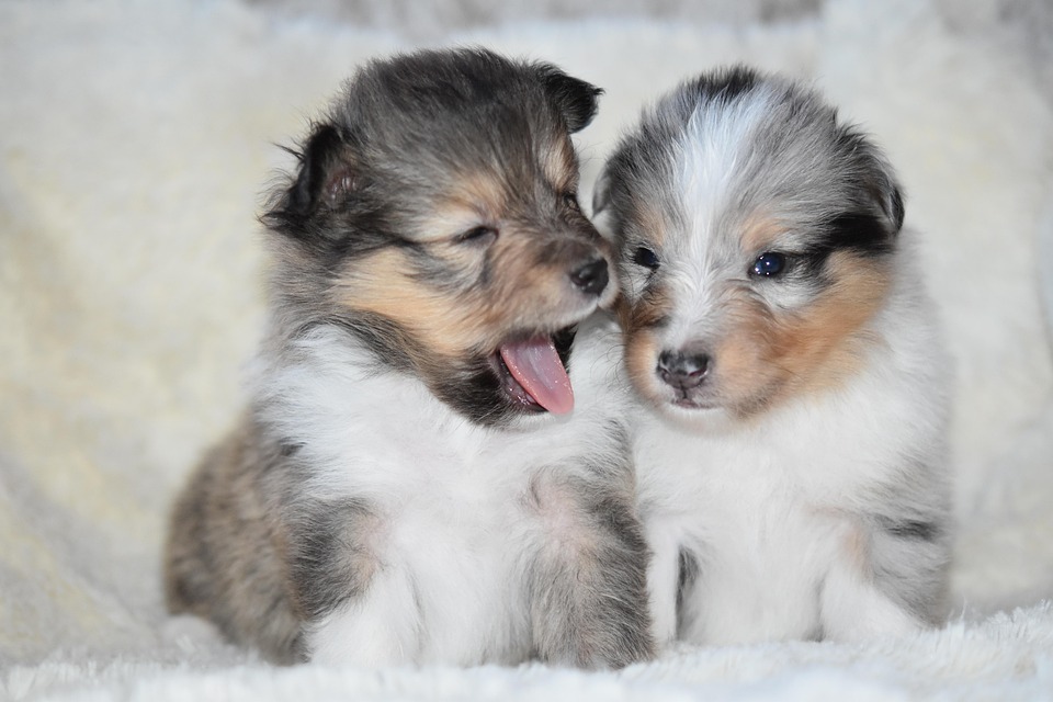 Shetland Sheepdogs: The Playful Companions You Can't Resist!