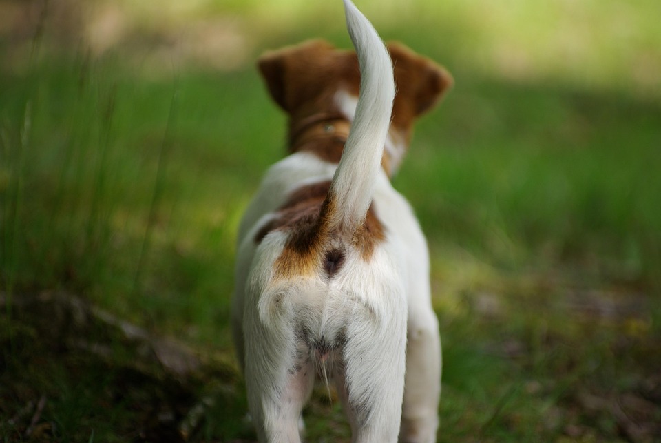 Stumpy Tails & Smart Minds: Caring for Your Australian Cattle Dog