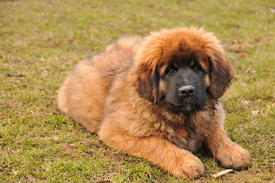 The Joy of Owning a Leonberger: Emotional Benefits for Your Family