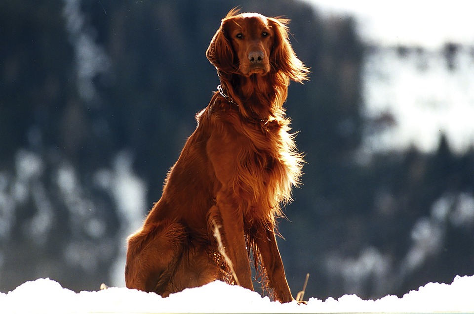 The Loyal Gordon Setter: Your Perfect Companion for Adventure!