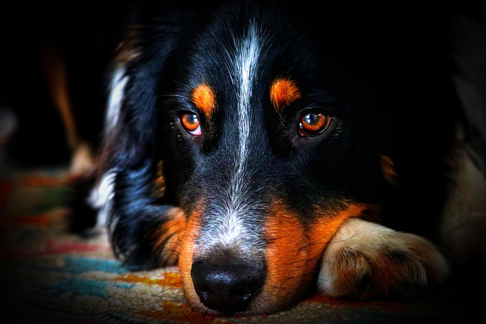The Loyal Nature of Australian Cattle Dogs: Bonding Benefits for Owners