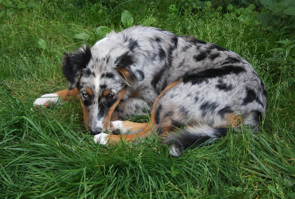 The Romanian Carpathian Shepherd: Loyal Guardian and Family Companion
