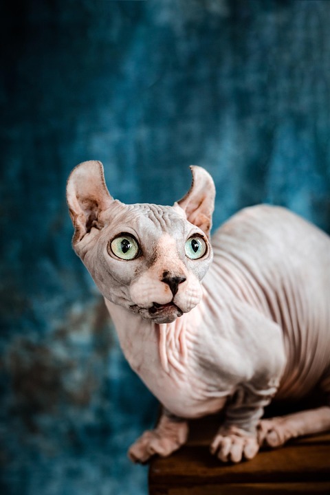 Unique Traits of the American Hairless Terrier: A Pet Lover's Guide