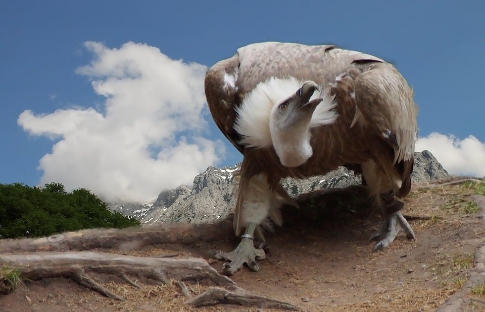 Unleash Joy: 7 Reasons to Love the Petit Basset Griffon Vendéen