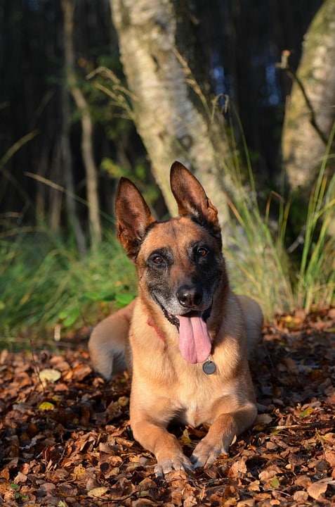 Unleash Loyalty: The Emotional Benefits of Owning a Belgian Malinois