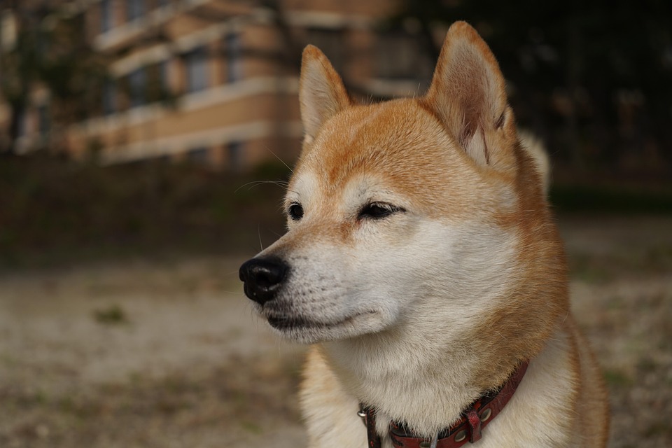 Unleashing Joy: 7 Unique Traits of Shiba Inu Dogs You’ll Love!