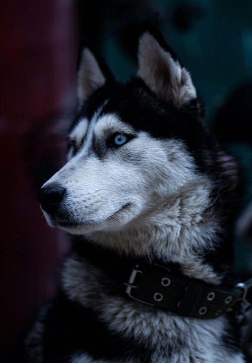 Unleashing Joy: The Endearing Traits of Alaskan Huskies