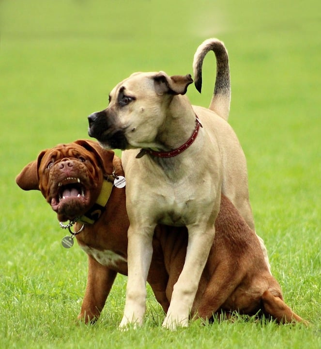 Unleashing Love: Discover the Boerboel's Loyal and Affectionate Nature