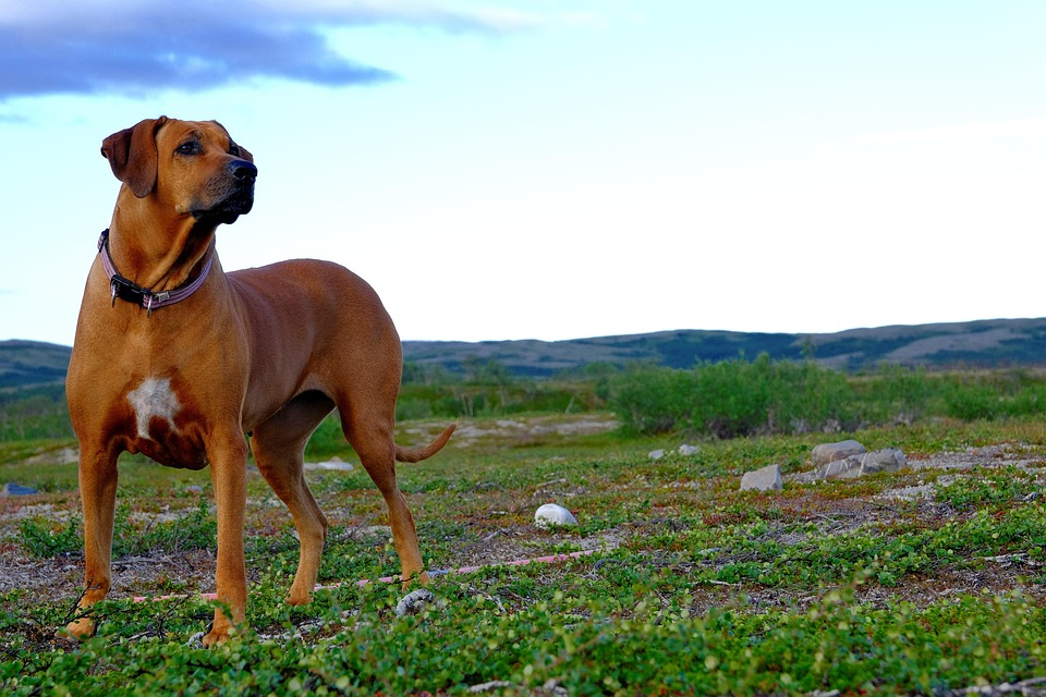 Unleashing Loyalty: Why Rhodesian Ridgebacks Are the Perfect Family Dogs