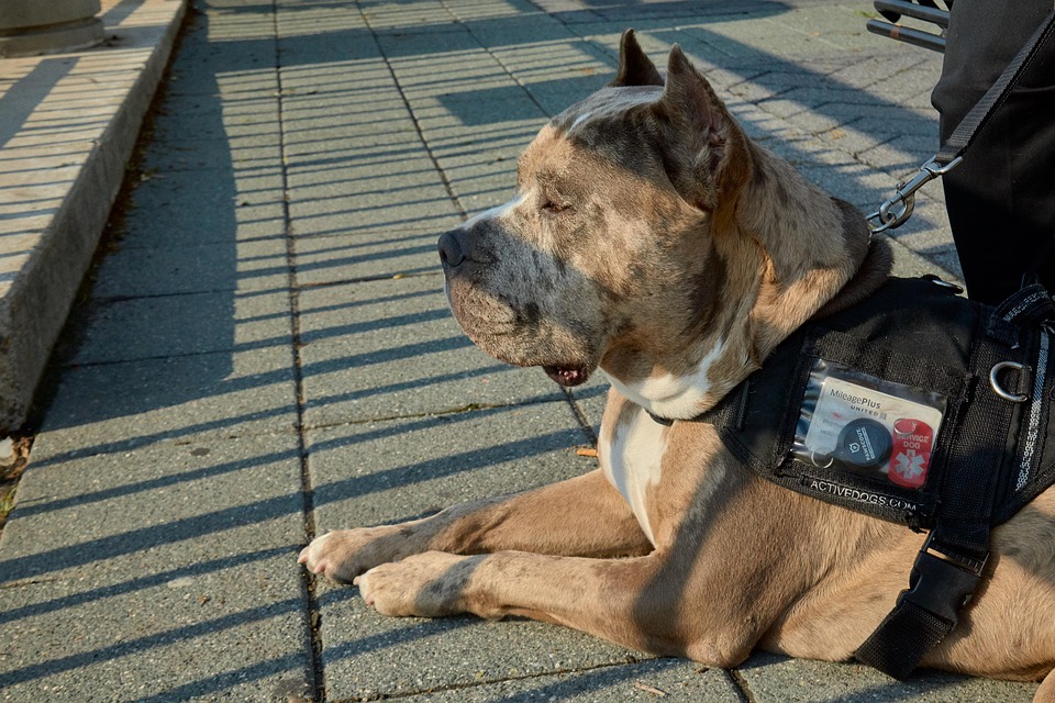 Unlocking the Love: Why American Staffordshire Terriers Make Great Family Pets