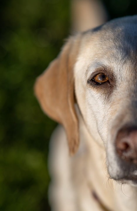 Why Basset Hounds Make the Best Family Companions: A Joyful Guide