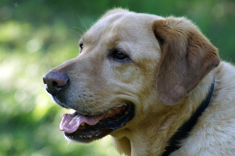 Why Labradors Make the Perfect Family Pets: Traits & Care Tips