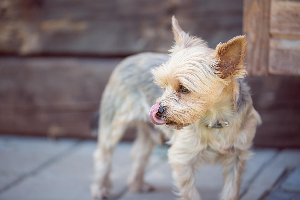 Why Manchester Terriers Make the Perfect Family Pets: Discover Their Charm!