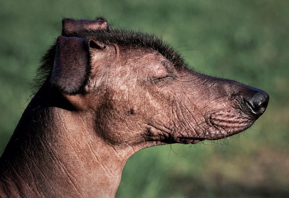 Why the American Hairless Terrier Is Your Next Best Friend