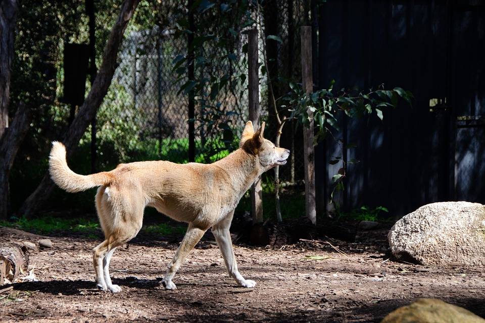 Why the Australian Stumpy Tail Cattle Dog Makes the Perfect Companion