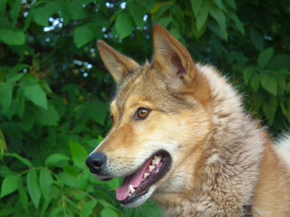 Why the Yakutian Laika is the Perfect Pet for Adventure Lovers