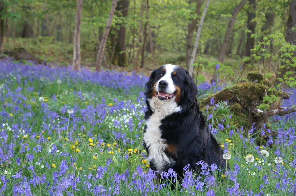 10 Amazing Traits of the Entlebucher Mountain Dog You’ll Love!