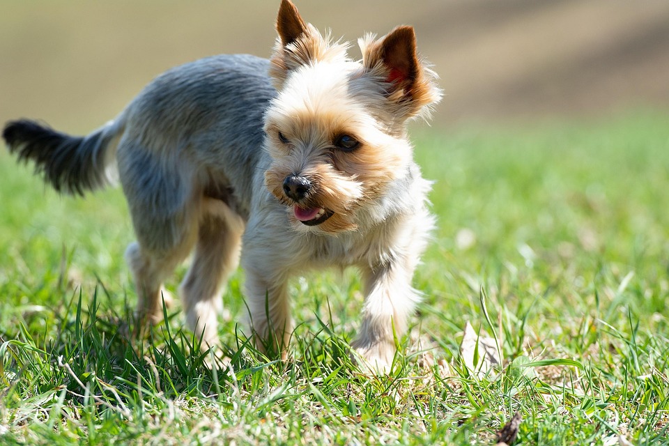 10 Heartwarming Traits of the Biewer Terrier You’ll Adore