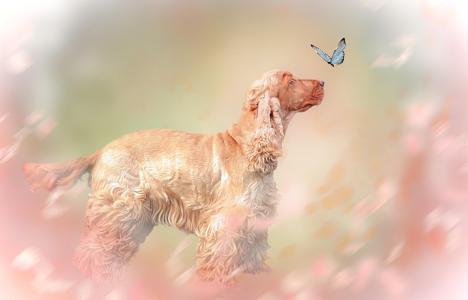 5 Essential Care Tips for Happy, Healthy English Cocker Spaniels