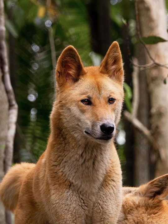 5 Reasons Australian Cattle Dogs Are Your Perfect Playful Companion
