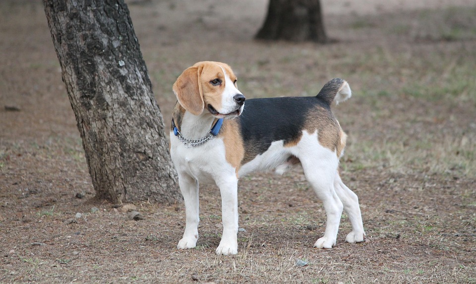 Basset Hound Joy: 7 Unique Traits That Will Steal Your Heart